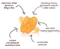 Miniatyrbild 5 av 7: Napp naturgummi, Avocado 3-36 mån (anatomisk) - Hevea baby