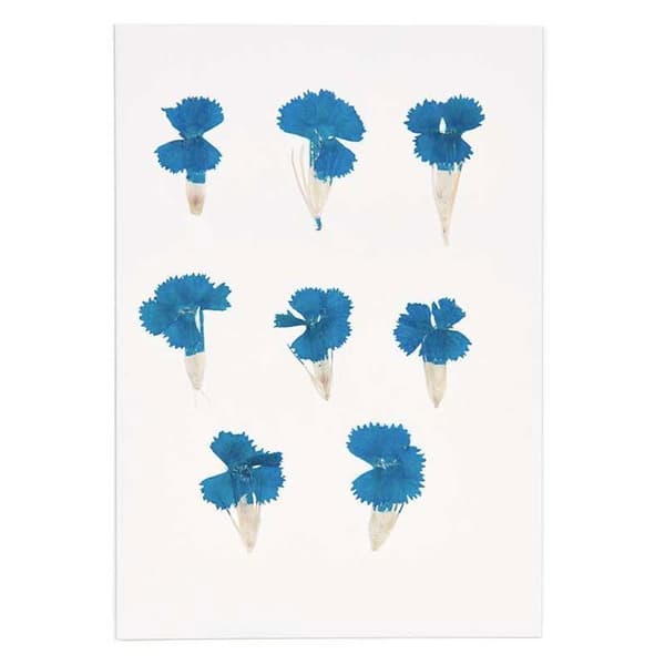 Torkad och pressad blå kinesisk dianthus