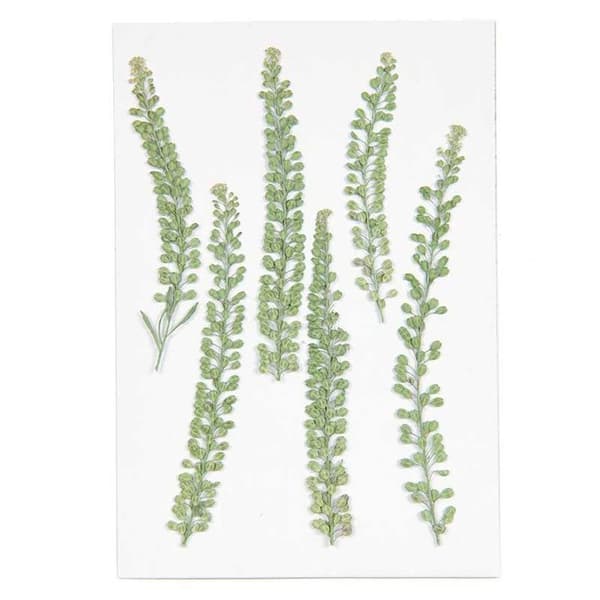 Pressade blommor - RICO DESIGN - Vattenkrasse - 9 cm - Årets dekorationstrend - Grön