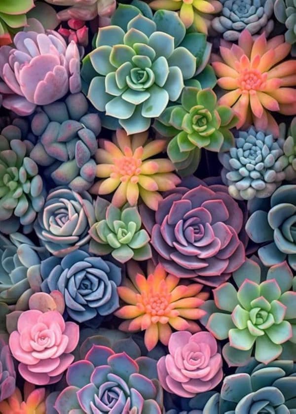 Bomclap Succulenter Diamantmålning - Nybörjarsats, 30x40 cm