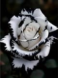 Miniatyrbillede 1 af 9: Bomclap hvid rose diamantmaleri - fuld boremaskine DIY diamantkunst 30x40 cm vægdekoration