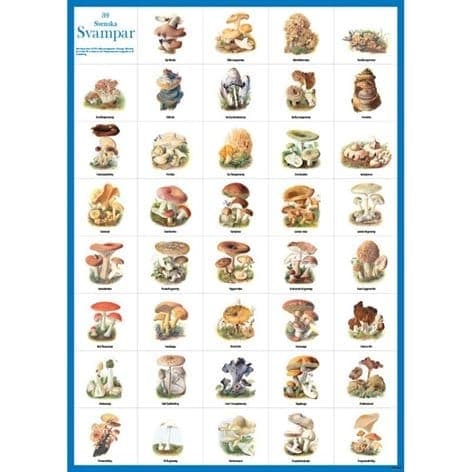 Poster Svenska Svampar