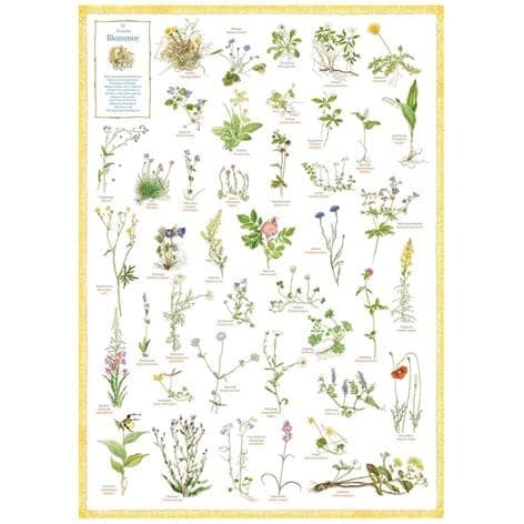 Poster Svenska Blommor
