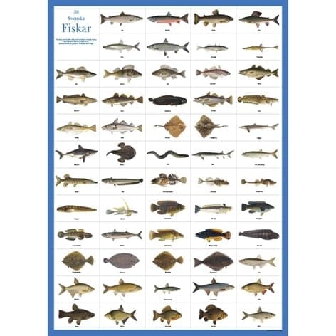 Poster Svenska Fiskar