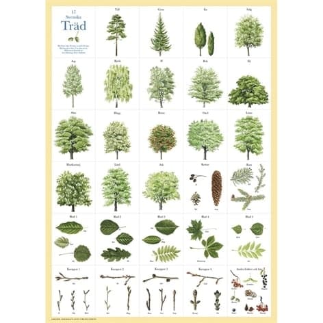 Poster Svenska Träd