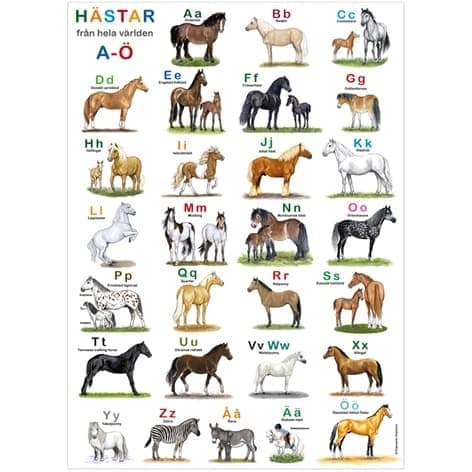 Poster ABC Hästar