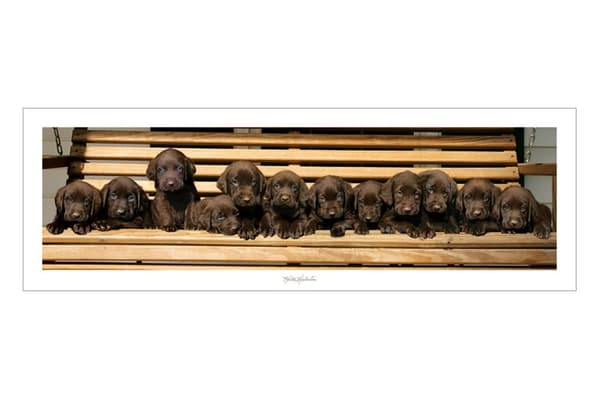 Keith Kimberlin - Chocolate Labradors