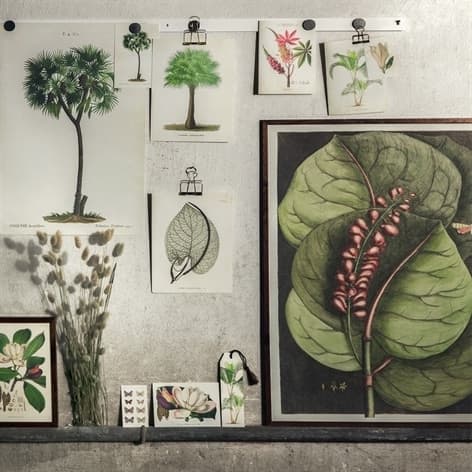 Poster Coccoloba