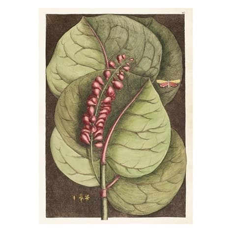 Poster Coccoloba