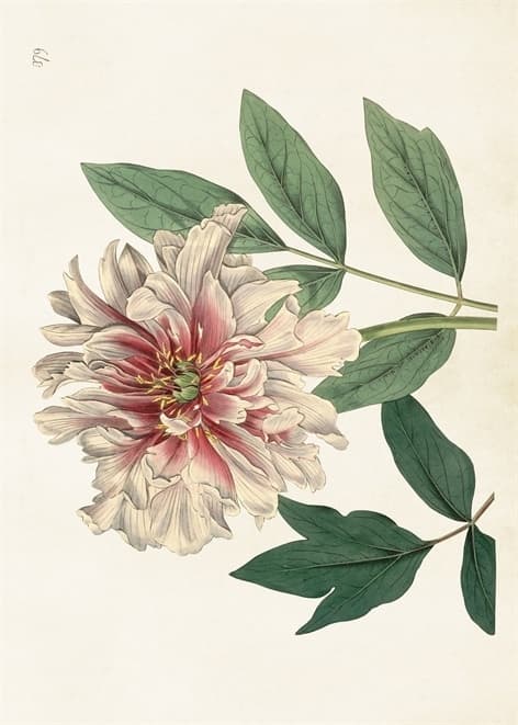 Poster Pion Rosa