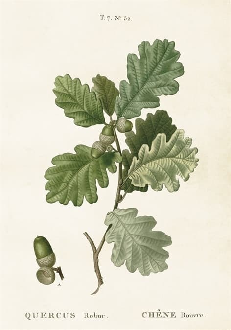 Poster Ekollon