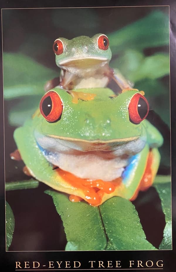 Red Eyed Tree Frog