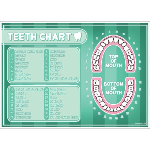 Grindstore Tænder diagram plakat