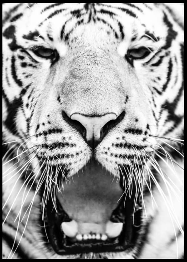 Tiger Plakat