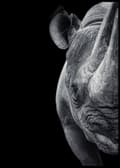 Pikkukuva 1 / 2: Rhino Juliste