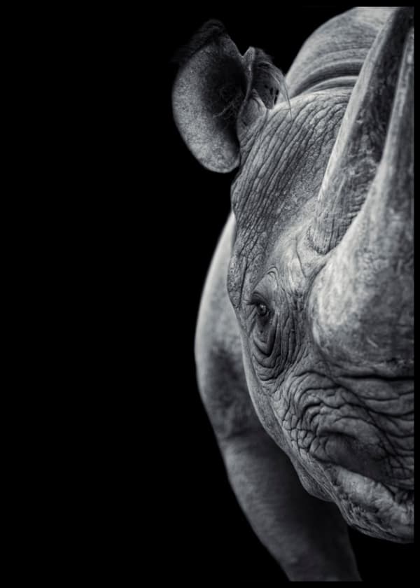 Rhino Plakat 50x70cm
