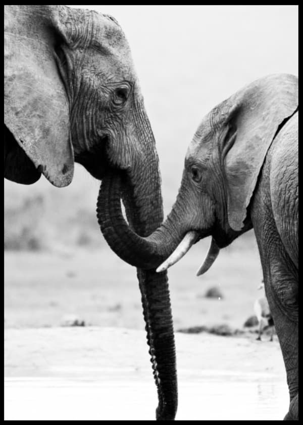 Elephants Poster 50x70cm