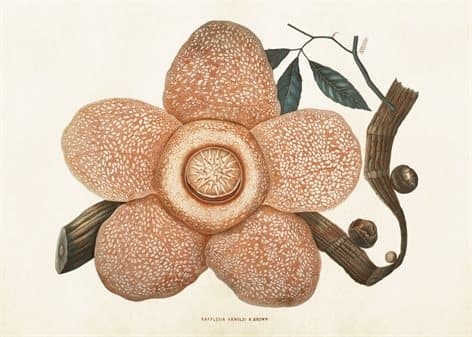Poster Likblomma