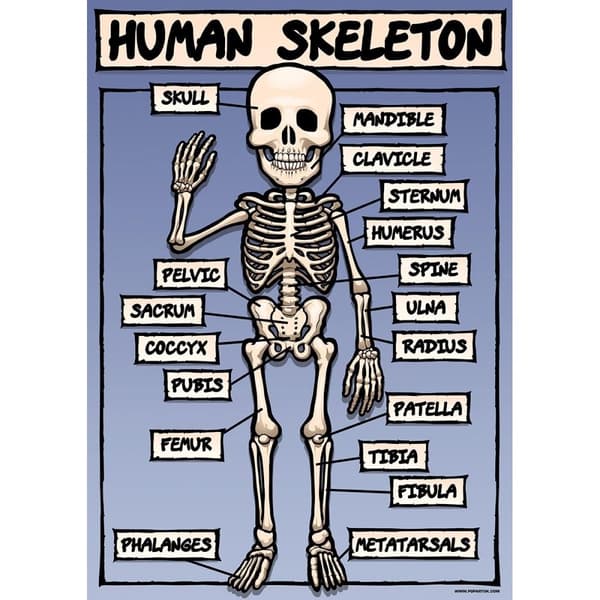 Grindstore Plakat om det menneskelige skelet