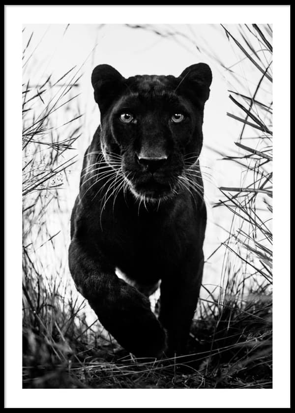 Bagheera svart leopard No2 Poster