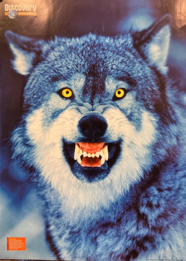 Wolf - Powermouth - Discovery channel