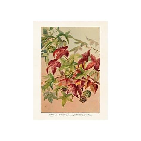 Poster Sweet Gum
