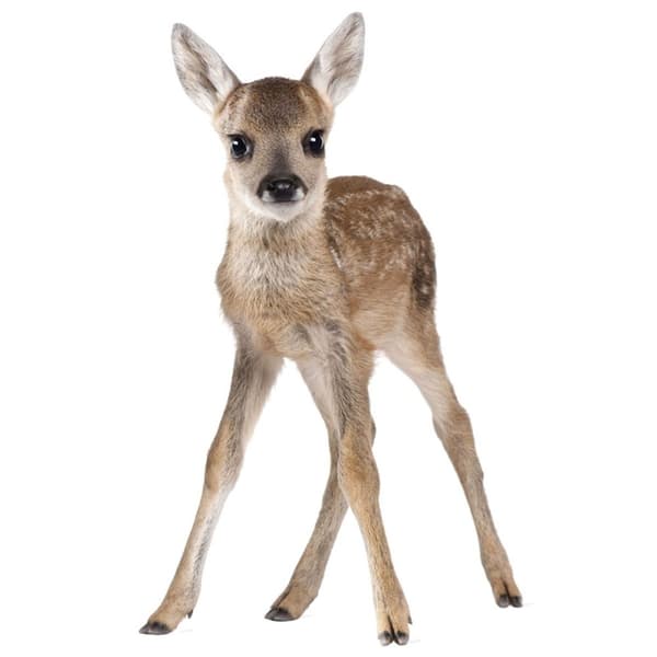Wallsticker - Lucy My Deer