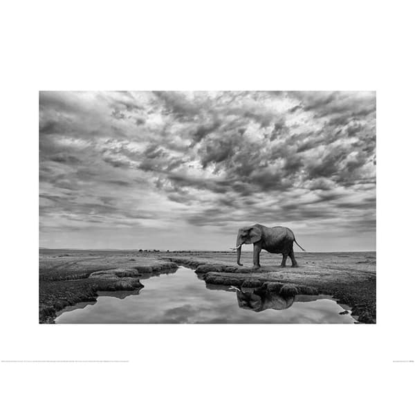Mario Moreno Giant Serenity Poster Black/White 60cm x 80cm
