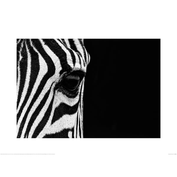 Mario Moreno Zebra Eye plakat Black/White 60cm x 80cm