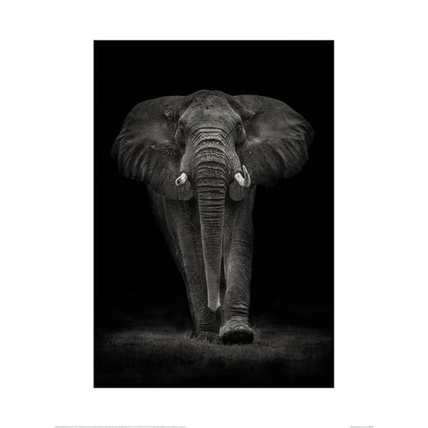 Mario Moreno Ngorongoro Bull Poster Black/Grey 60cm x 80cm