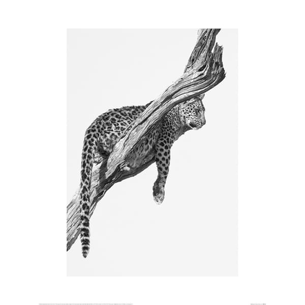 Mario Moreno Okavango konst affisch Black/White 60cm x 80cm