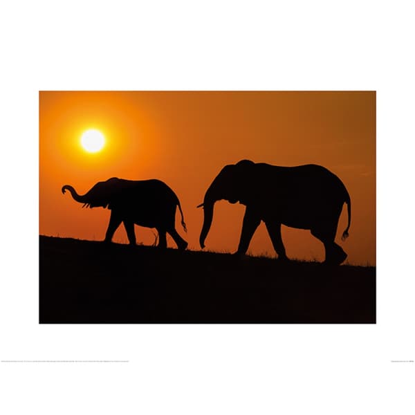 Mario Moreno Chobe Silhouettes Poster Orange/Black 60cm x 80cm