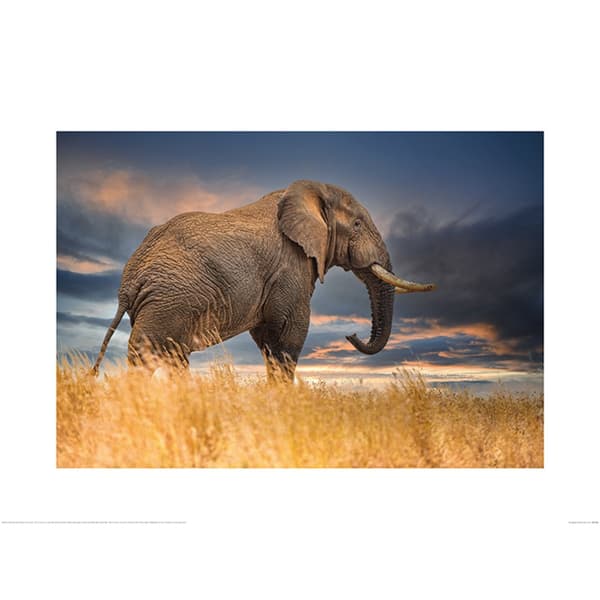 Mario Moreno The Elephant Poster Brown/Blue/Grey 60cm x 80cm