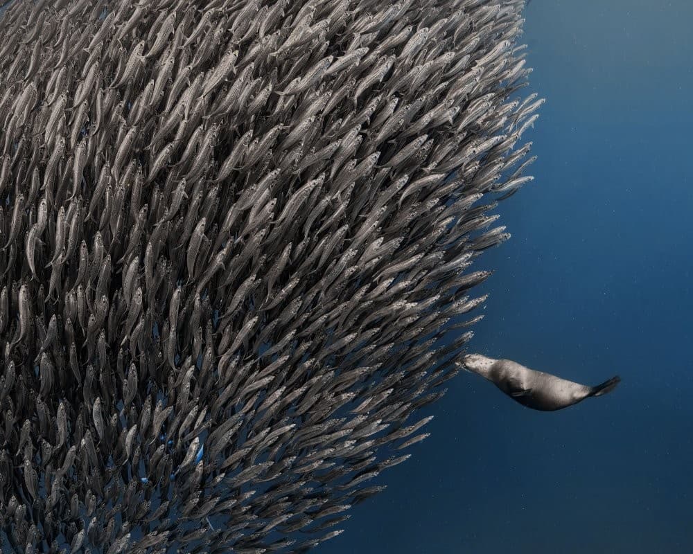 Hit The (Fish) Wall Poster