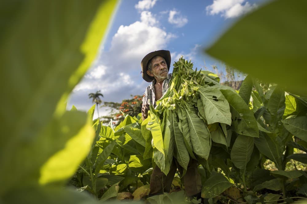 Tobacco Harvesting - Vinales, Cuba Poster