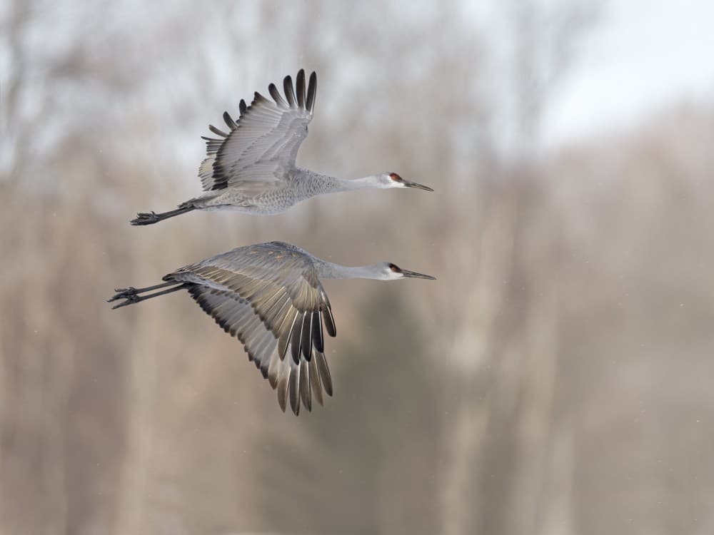Twin Flying Cranes Poster