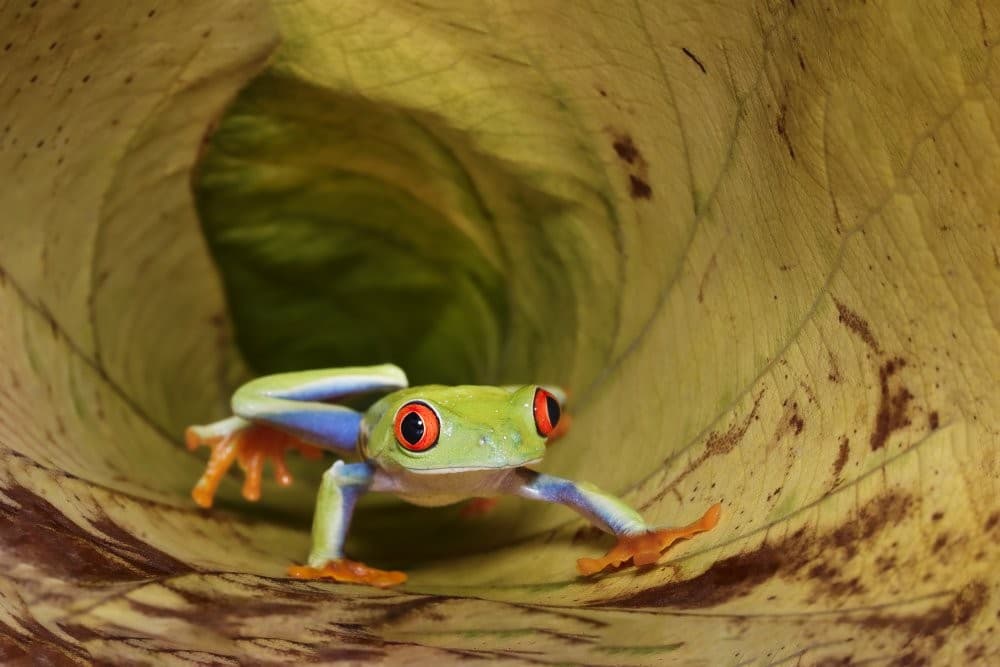 Red Eye Frogg Poster