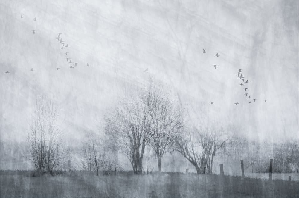 Cranes On A Grey Morning Poster