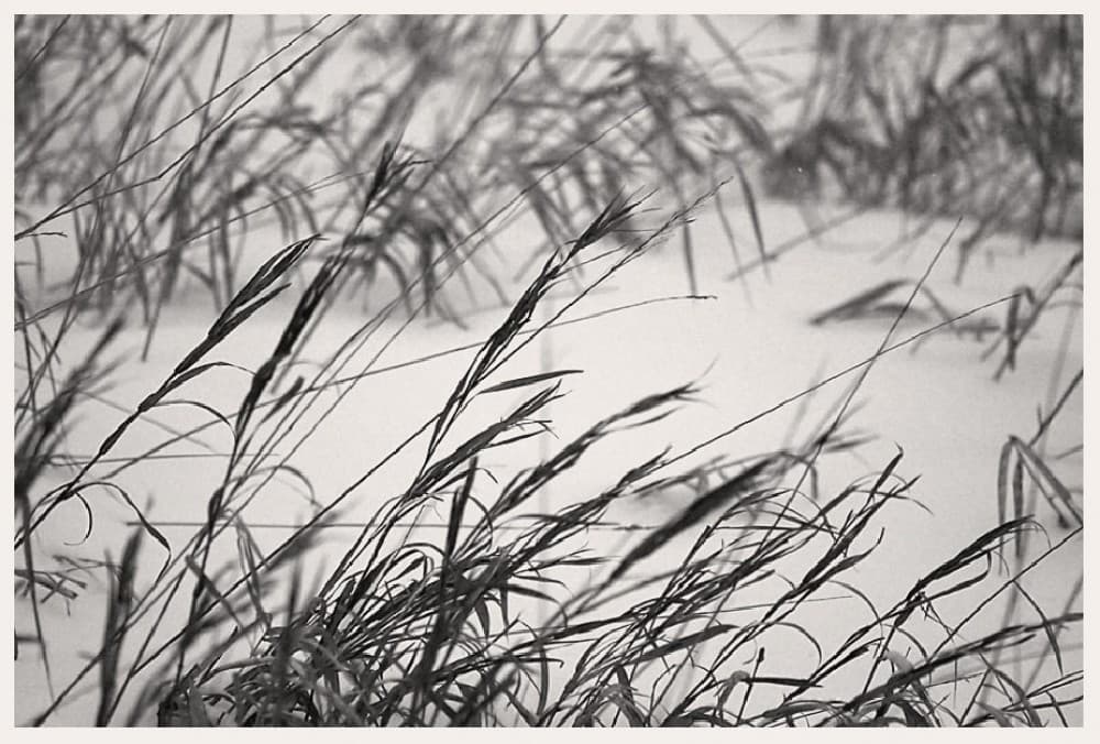 Chilled Grass Poster