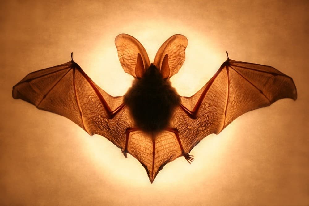 Bat Poster