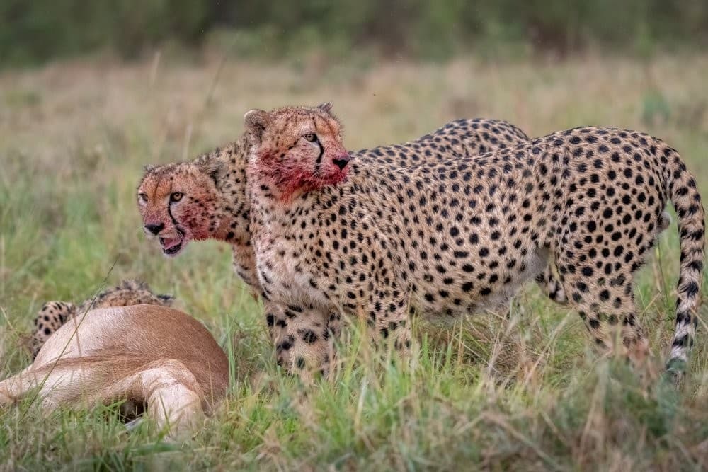 The Cheetah's Feast Poster