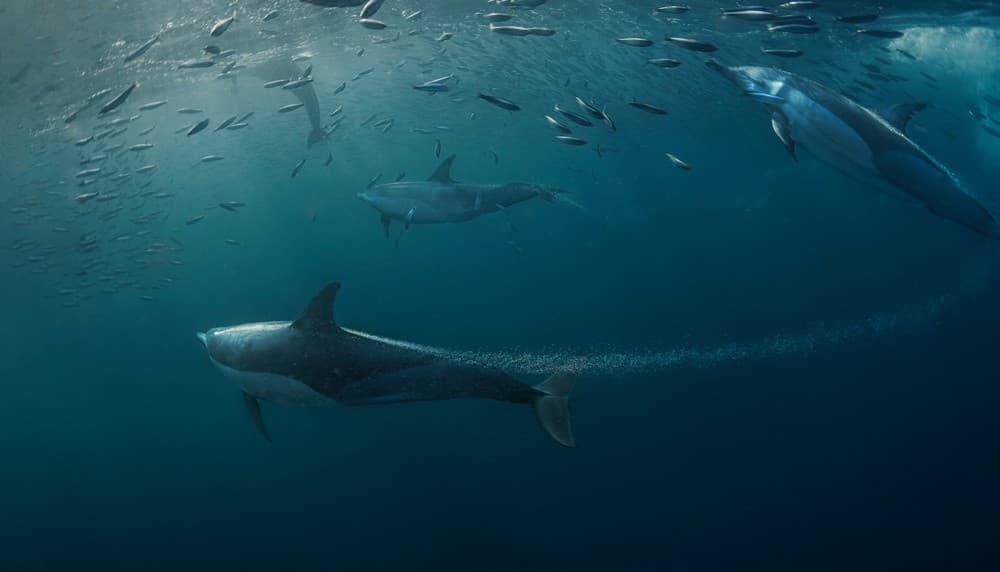 Dolphins Hunting (Sardine ) Poster