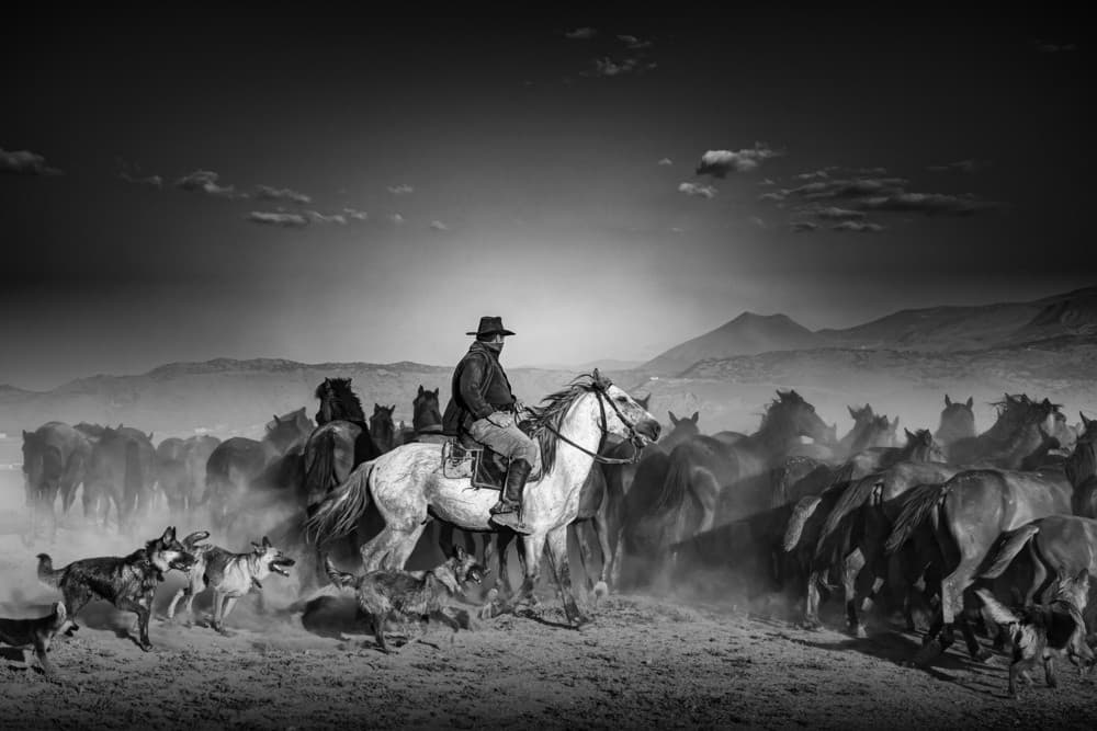 Horses, Dogs And Shepherd Poster