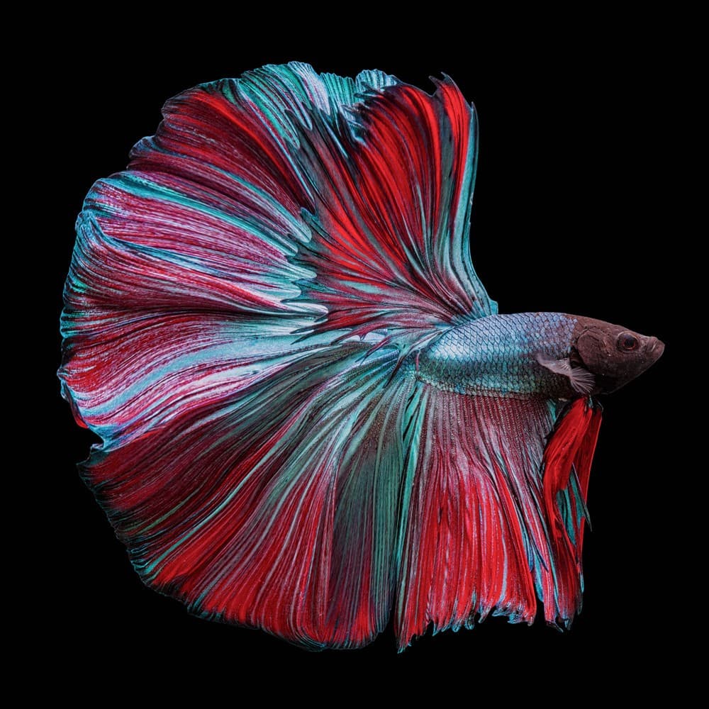 Betta Fish Red And Blue Poster