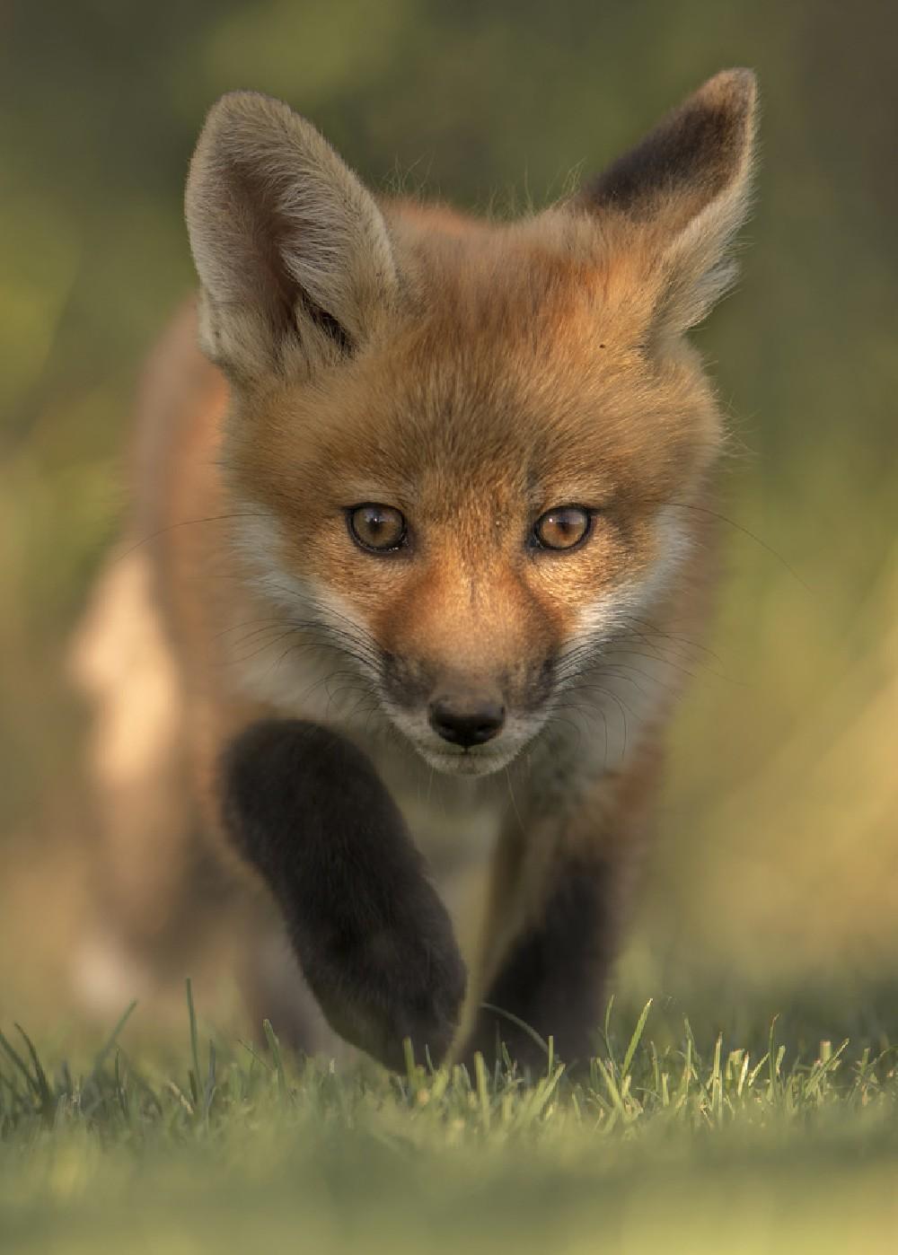 Red Fox Kit Poster