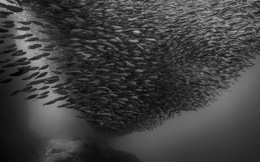 Sardine Run Poster