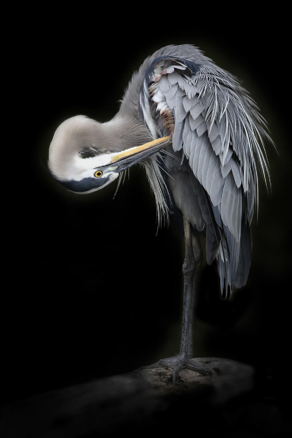 The Great Blue Heron Poster