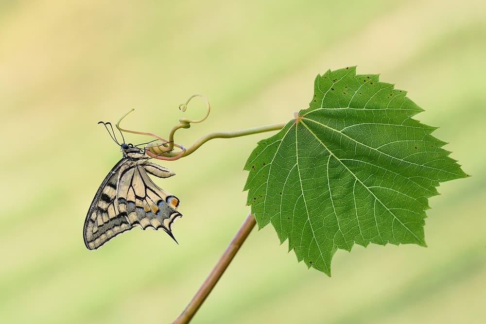 Machaon And Grape Leaf Poster
