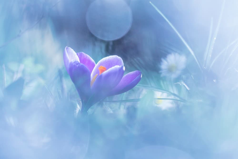 Pleine Lune Poster