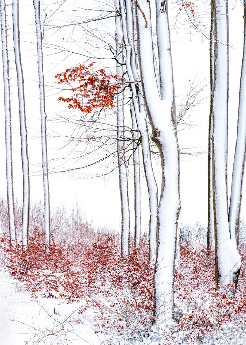 Winter Elegance Poster